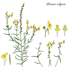 Linaria vulgaris, common toadflax, yellow toadflax or butter-and-eggs is a species of toadflax, snapdragon, Plantaginaceae family, hand drawn vector colorful illustration, doodle ink sketch isolated