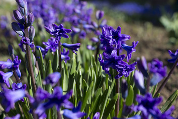 Spring background,blossoming hyacinthus