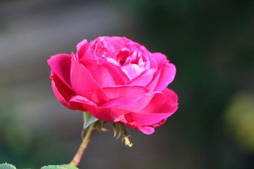 Rose rose dans un jardin