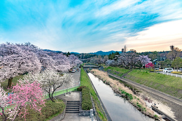 南浅川の桜