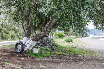 Tire Swing Hangs From Tree