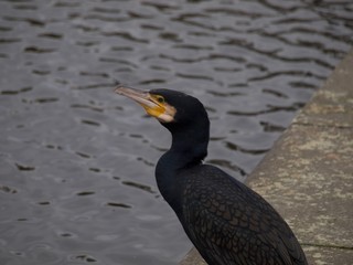 Kormoran