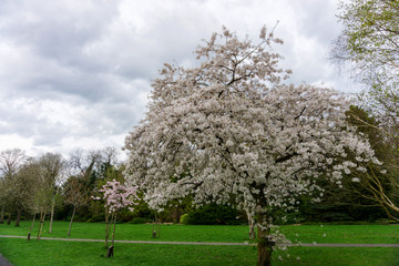 Springtime cherry blossom tree