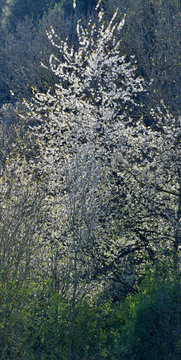 Wildkirsche Bl&uuml;te
