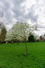 Fototapeta na wymiar Springtime cherry blossom tree