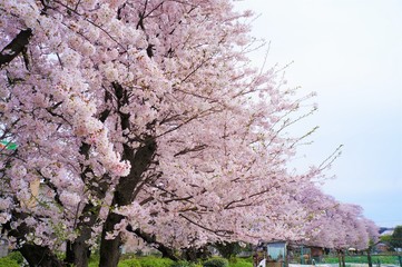 宿河原・二ヶ領用水の桜並木