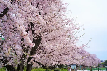 Zelfklevend Fotobehang Kersenbloesem 宿河原・二ヶ領用水の桜並木