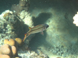 coralli e pesci del mare © paolo