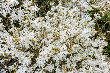 Springtime magnolia tree
