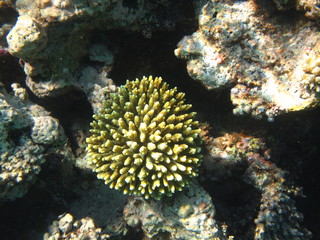 coralli e pesci del mare © paolo