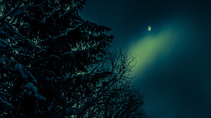 Snowy pine on a background of a lunar, night sky