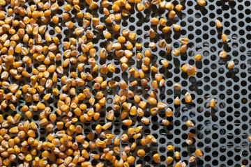 Dent corn grains on seeds separator shaker for cereals