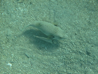 coralli e pesci del mare © paolo