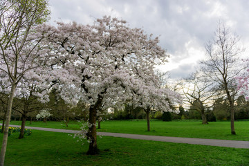 Springtime cherry blossom tree