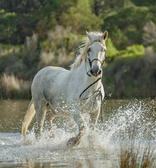 White Camargue Horses run in the swamps nature reserve in Parc Regional de Camargue - Provence,...
