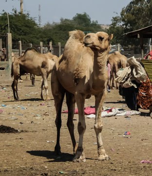 Camels in the camel market, Hargeisa, Somalia