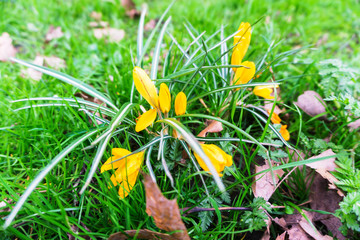 Springtime crocus flowers in a park