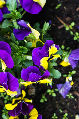 Fioletowo zółte bratki w ogrodzie © Zbigniew