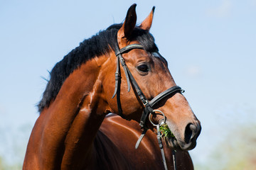 Obraz premium Handsome stallion sports at large. The spring sun illuminates his brilliant skin. He knows his price. A great pastime in the stables to admire the horses.