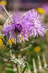 Wild flower macro