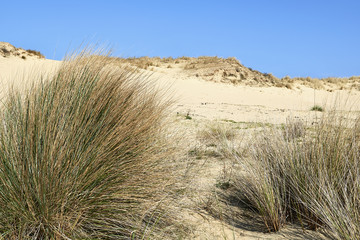 Natural grass and plants on the sand dunes