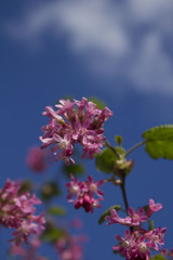 Arbuste en floraison au printemps avec ciel bleu et nuage