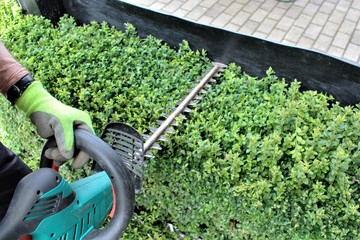 An image of hedge trimming