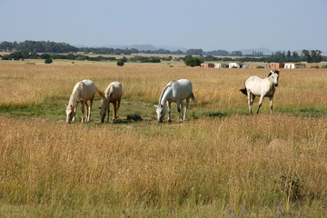 Obraz na płótnie Canvas Free running horses, Free State, South Africa