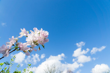 Springtime tree blossom against a blue sky