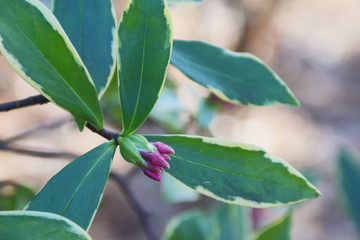Close Up View One Variegated Daphne Pink Bud Cluster, Green/Yellow Leaves Against Out of Focus (Bokeh) Contrasting Background, Early Spring, Daytime (HDR Image)