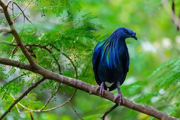 Caloenas Nicobarica Bird.