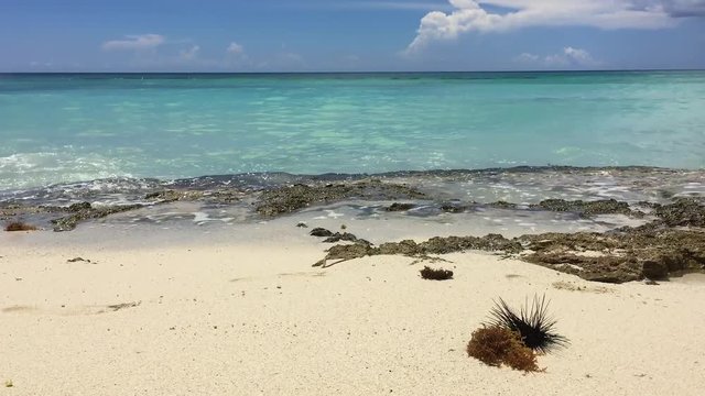 Sea urchins & seaweed at the Caribbean shore. Dominican Republic.