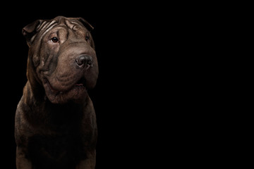 Close-up Portrait of Sharpei Dog, on Isolated Black Background, Front view