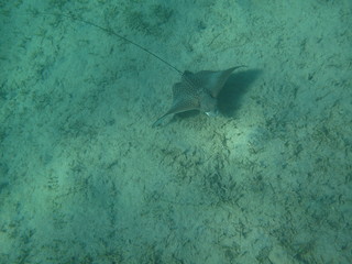 coralli e pesci del mare © paolo