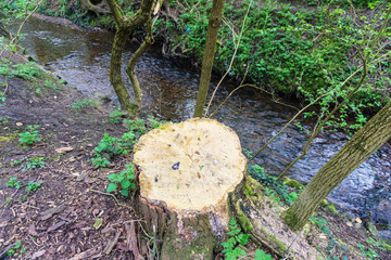 Springtime cut tree trunk