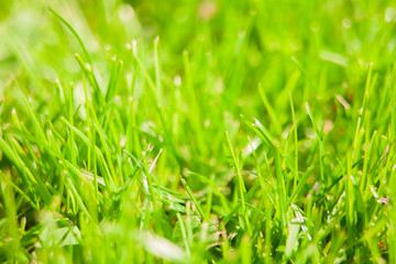 Green grass