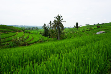 Fototapeta na wymiar UNESCO Rice fields Bali
