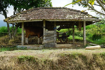 Fototapeta na wymiar Cow in small stable