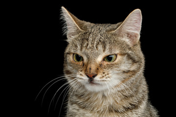 Fototapeta na wymiar Portrait of Unusual Cat with wide nose, stare suspects on Isolated Black background, front view