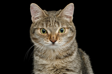 Portrait of Unusual Cat with wide nose, stare suspects on Isolated Black background, front view