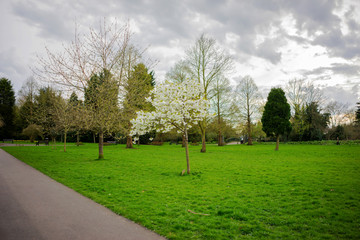 Springtime in a park pathways and blossom lush foliage