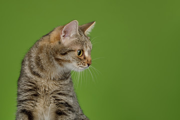 Obraz premium Portrait of Cat Looking at side on Green background, profile view