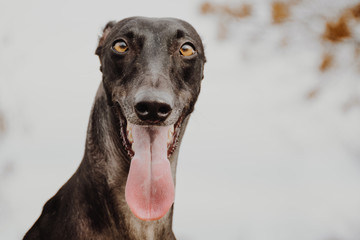 Black Greyhound looking at camera