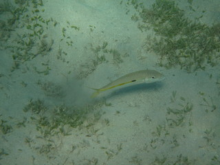 coralli e pesci del mare © paolo