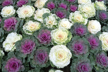Beautiful colored cabbage used as decoration in a garden