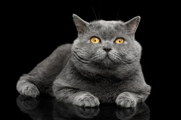 British shorthair grey cat with big wide face Lying on Isolated Black background