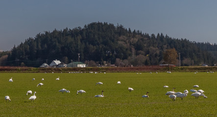 tundra swans in a field in Skagit Valley washington