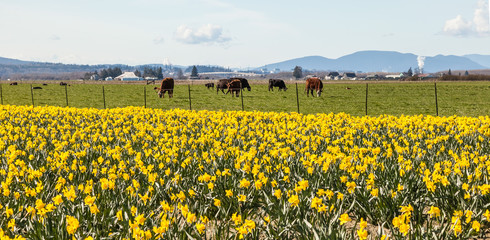 daffodil flowers and cows in Skagit Valley Washington © Leslie C Saber