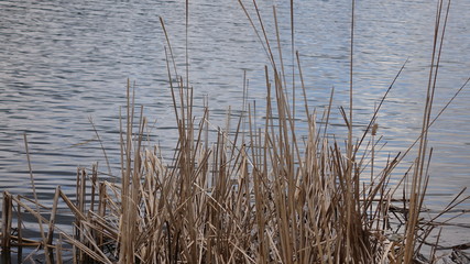 Dried grass near the water. On the riverside grow tall dry grass. River view in cloudy weather.