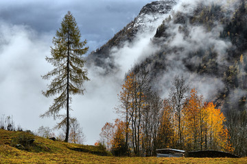 Autumn Alpine landscape with fog and yellow trees